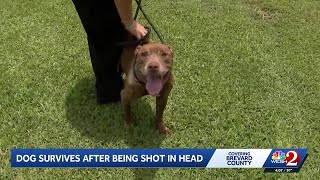 Dog recovering after being shot in the head in Brevard County