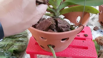 Cách ghép chậu đai châu (nghinh xuân,ngọc điểm)