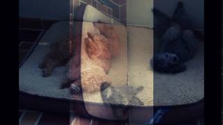 Copy Of Lolas Feet Hurt And Pepa Dont Care