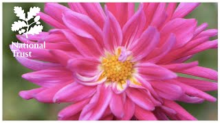 How to overwinter dahlias, expert advice from the National Trust School of Gardening