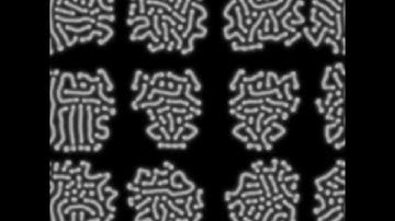 reaction diffusion simulation