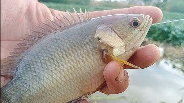 Câu cá rô đồng, cá thác lác,trê vàng:  bao sướng tay khi gặp điểm câu có lục bình chết.