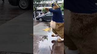 Dapper Bear Jumps in Puddle