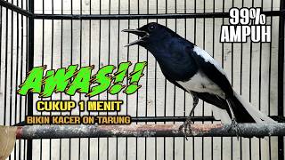 Suara Burung Kacer Gacor Ngeplong Tarung Terampuh Buat Pancingan Kacer Agar Cepat EMOSI