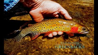 BACKCOUNTRY FLY FISHING-ROCKY MOUNTAIN GREENBACK CUTTHROAT TROUT- with Chris WALKLET