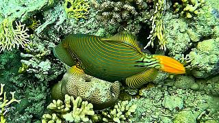 Flipping rubble/rocks and blasting away debris Orange-lined Triggerfish (Balistapus undulatus) in 4K
