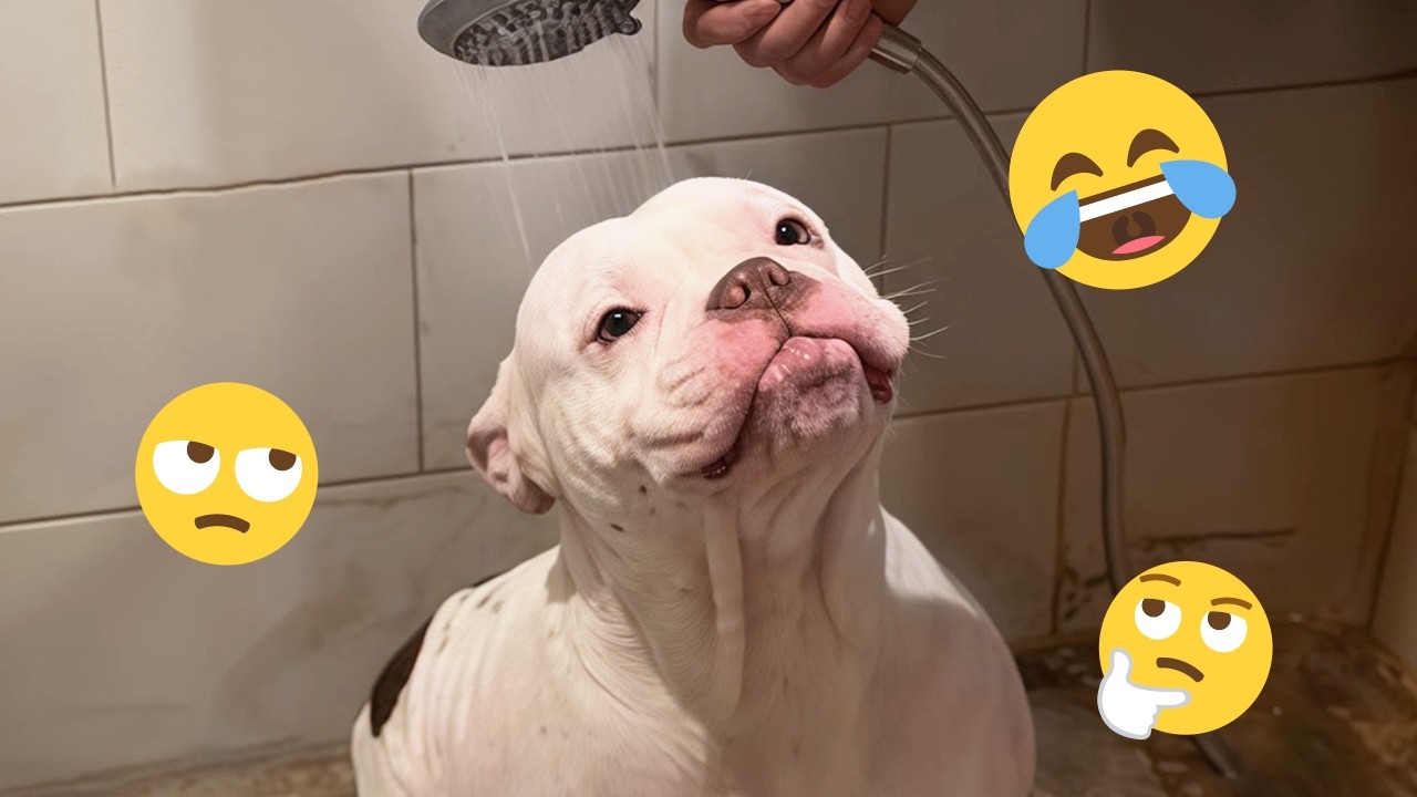 New FUNNY DOGS That Will Make You Die Laughing 🤣 Funny Animals Video 2026 #19