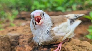 The cry of zebra finch baby birds , A baby bird sings alone in the forest.