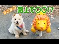 先輩チャウチャウにご挨拶🐾まさか路上で...?