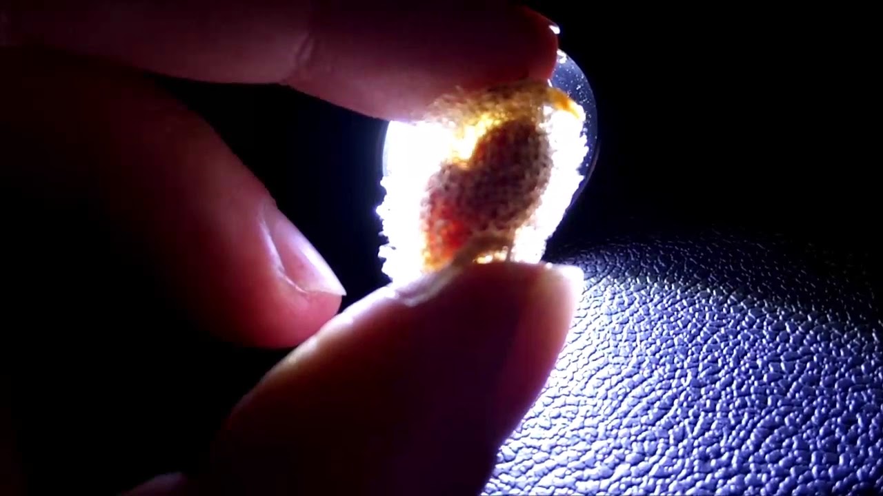 Baby leeches moving inside a cocoon YouTube