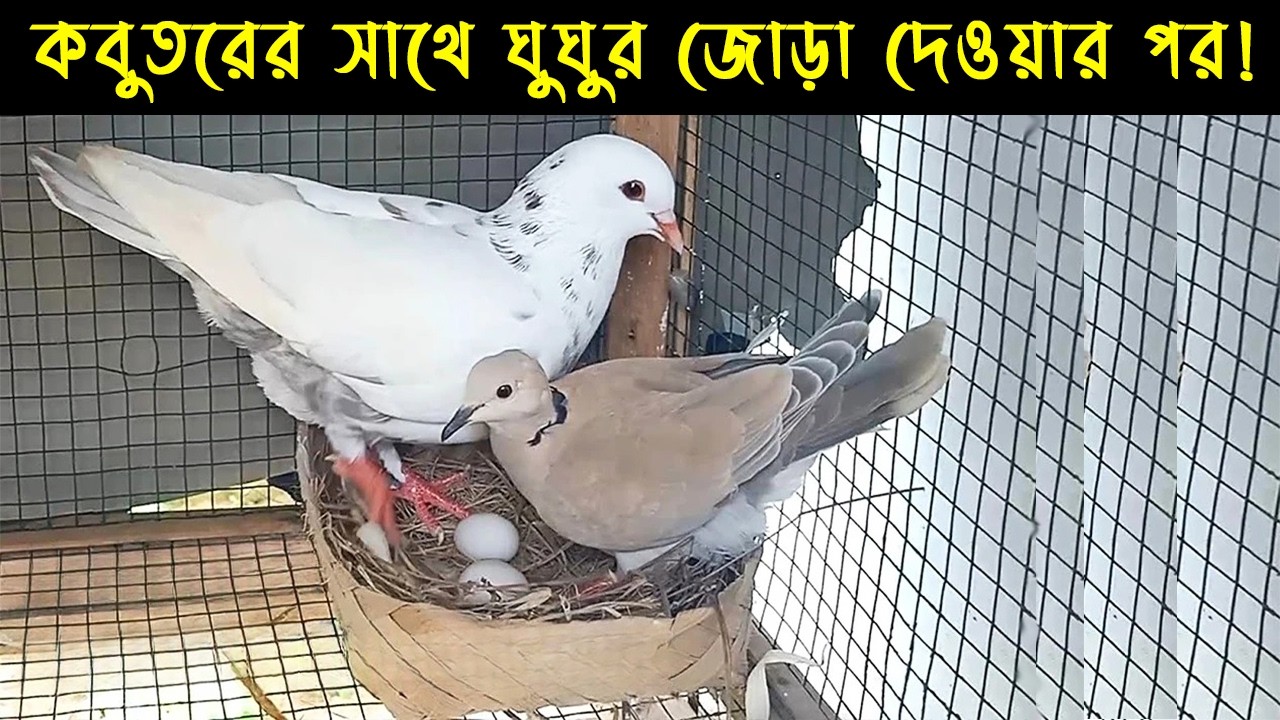 কবুতর ও ঘুঘু পাখি জোড়ার জীবন কাহিনী | Bird Story-200 | The Life Story of Pigeon and Dove Bird