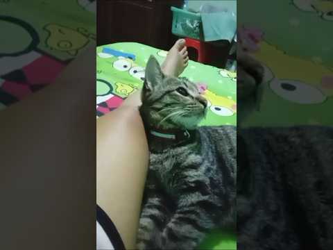 Cat Agine Highlights Cat Youtubeshorts Funny Cute Animallife