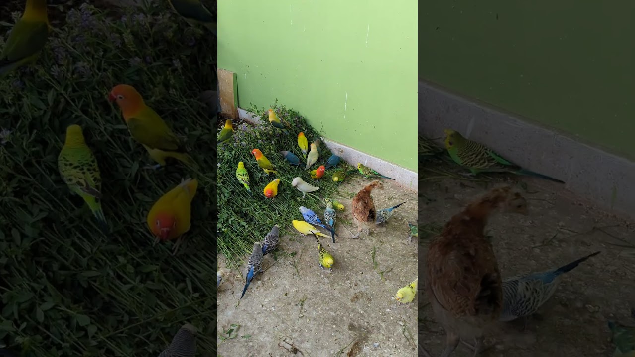 বাজুরিকা পাখি