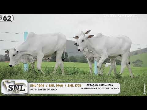 LOTE 62   SNL 1776 1946 1948