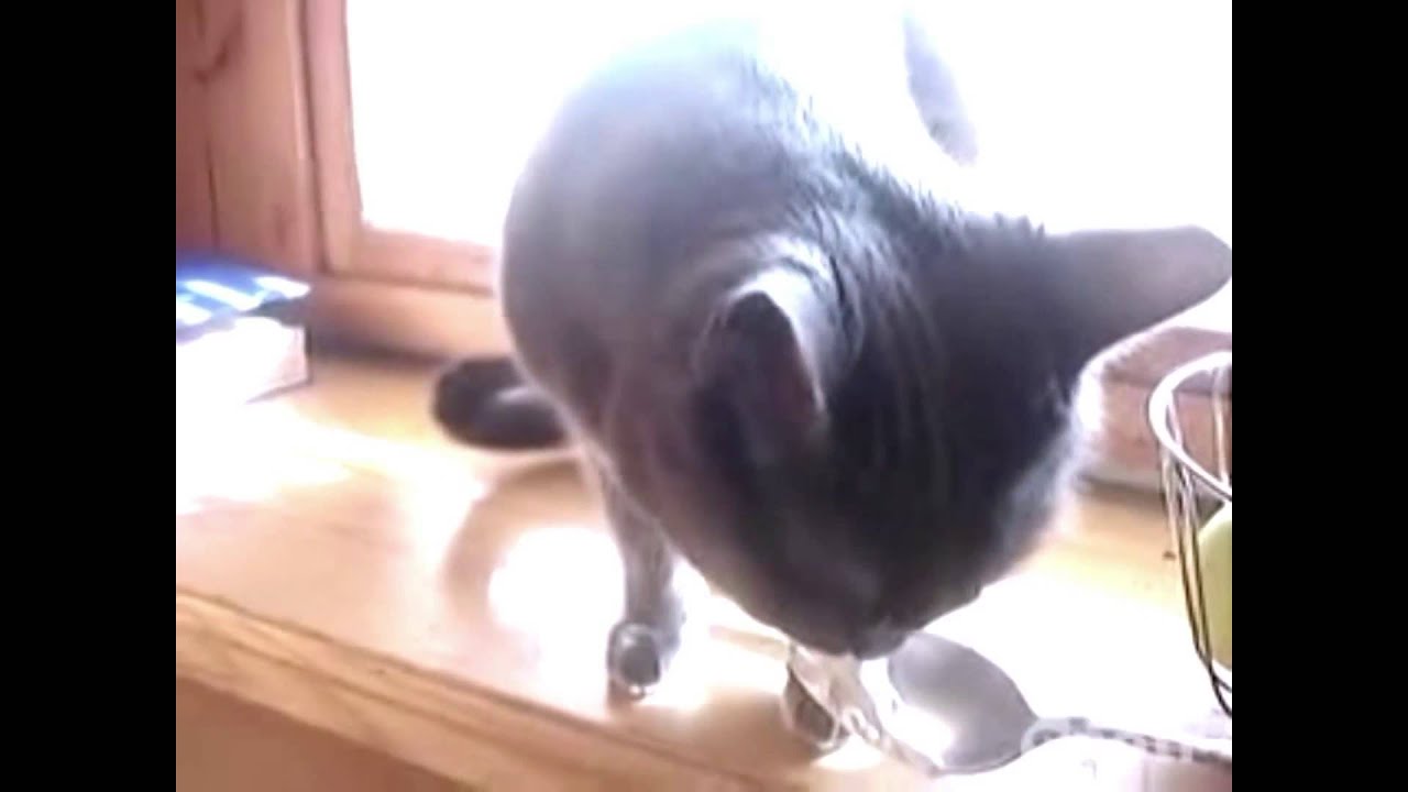 Странные звуки котов. Кот издает странные звуки. Кот лижет сметану. Котик лижет сметану. Кот лижет сметану гиф.