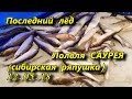 последний лёд  ловля саурея сибирской ряпушки 12 05 18