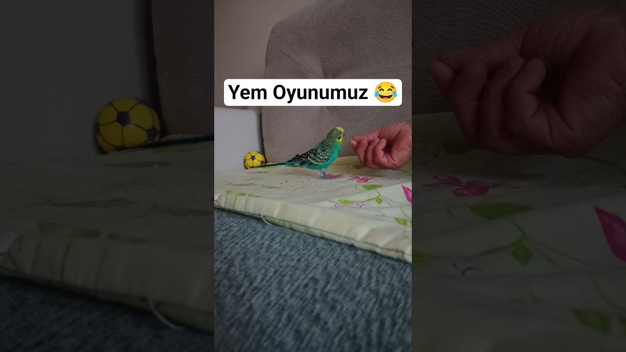 Balımla Akşam Yemegi 😂 #birds #talkingparot #muhabbetkuşu #vogel #budgies #blackfacebudgie #parrot