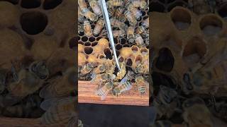 Removing queen cell of beehive frame #amazing #beekeeper #sweet #savethebees #natural
