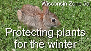 Protecting plants for the winter-mitigating rabbit damage to trees and shrubs