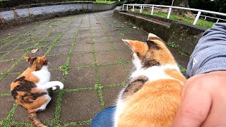 野良猫が膝の上に乗ってきたのでモフモフしてたら雨が降ってきた。