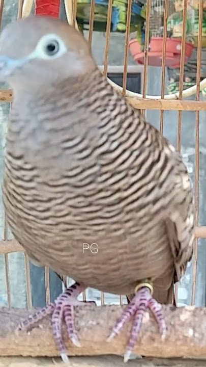 Local turtle doves have a crystal clear topcer sound for bait that responds immediately #shorts