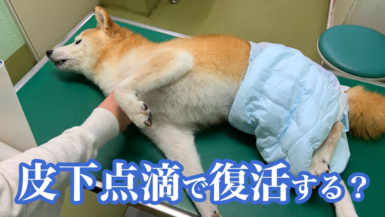 老犬介護：てんかん発作で衰弱した老犬に皮下点滴をしたところ…