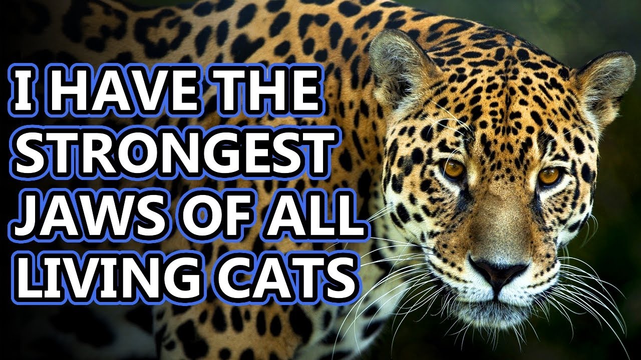 Jaguar facts: and How They Compare to Leopards | Animal Fact Files - YouTube