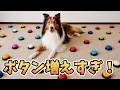気持ちが抑えられない…!早く伝えたい思い【会話ボタンでしゃべる犬】 #shorts #犬