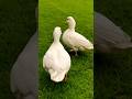 Duck so cute #remix #naruto #anime #music #edm #duck #gachua #cute #アヒル #ducks #pets #あひる #mypetdn