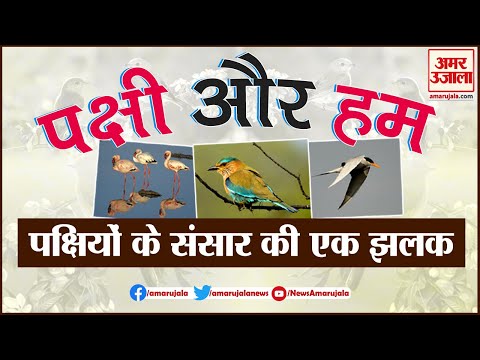वीडियो: कॉर्विड पक्षी: प्रजातियों का विवरण, फोटो, आहार, विशेषताएं और विशेषताएं