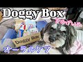 愛犬のオヤツの食いつきがヤバい！[doggy box][ドギーボックス][6月][oral care][schnauzer][シュナウザー]