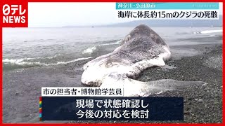 【まさか】体長約15ｍ…海岸にクジラの死骸　神奈川県小田原市