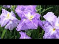 蜂のかくれんぼ 『しょうぶ』