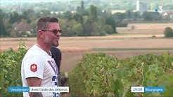 Rully : des détenus de Varennes-le-Grand participent aux vendanges