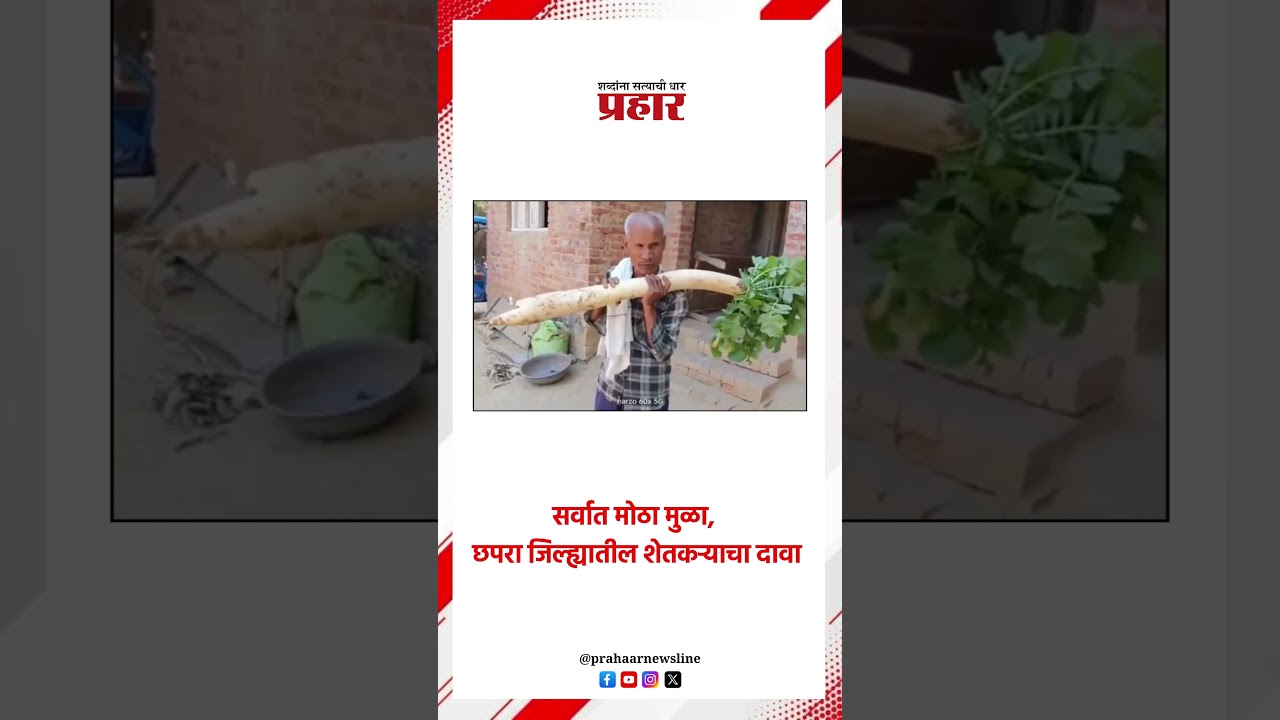सर्वात मोठा मुळा, छपरा जिल्ह्यातील शेतकऱ्याचा दावा..#raddishes #raddiesh #farmer #viralvídeo