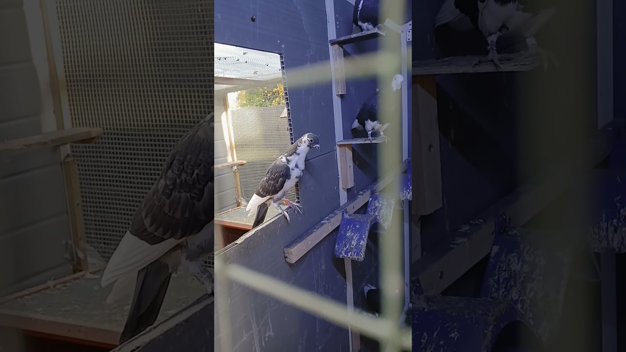 BIRMINGHAM ROLLERS ALL BACK BREEDING AND ENJOYING THEIR NEW HOME