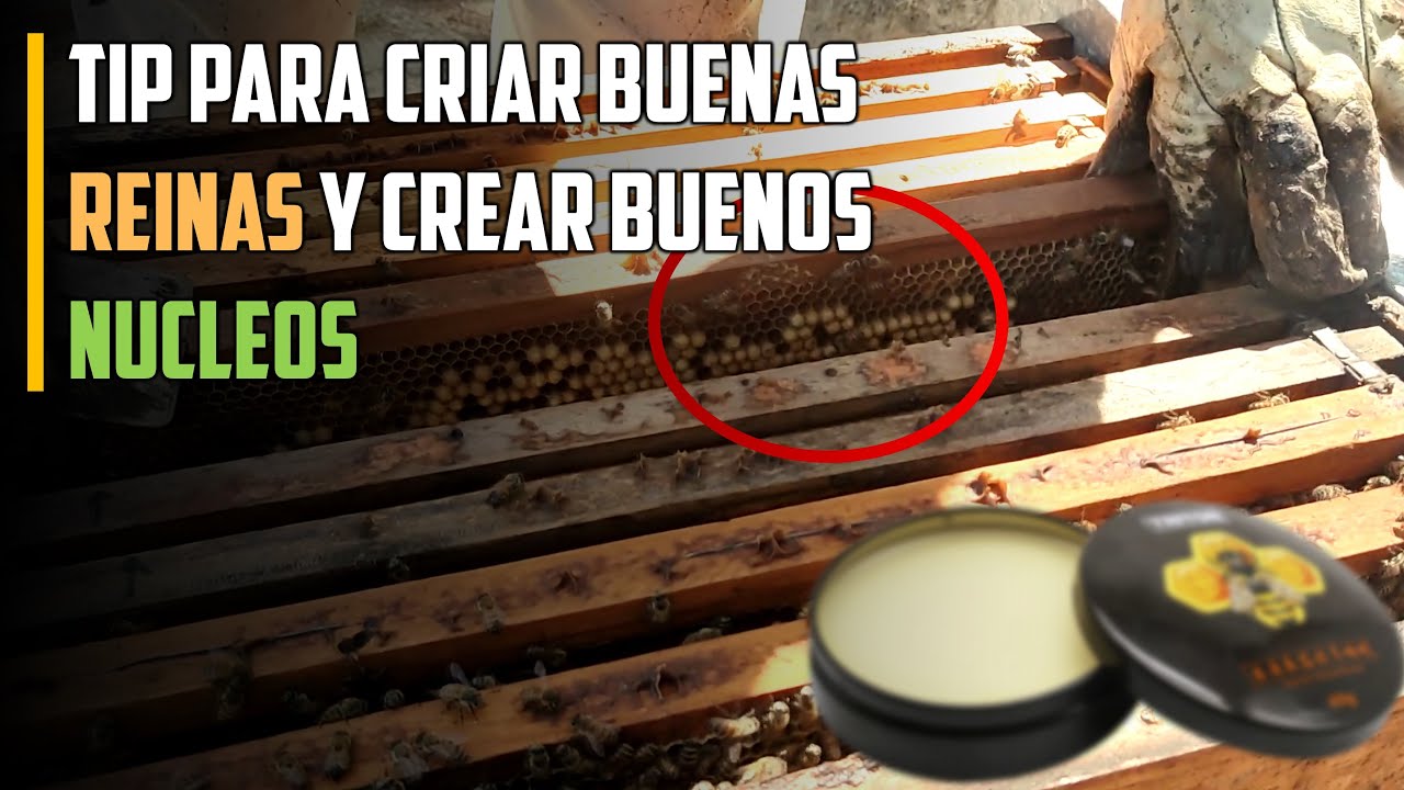 Como Criar buenos Zanganos para FECUNDAR A LAS REINAS ¿Ya lo sabias? | #apicultura