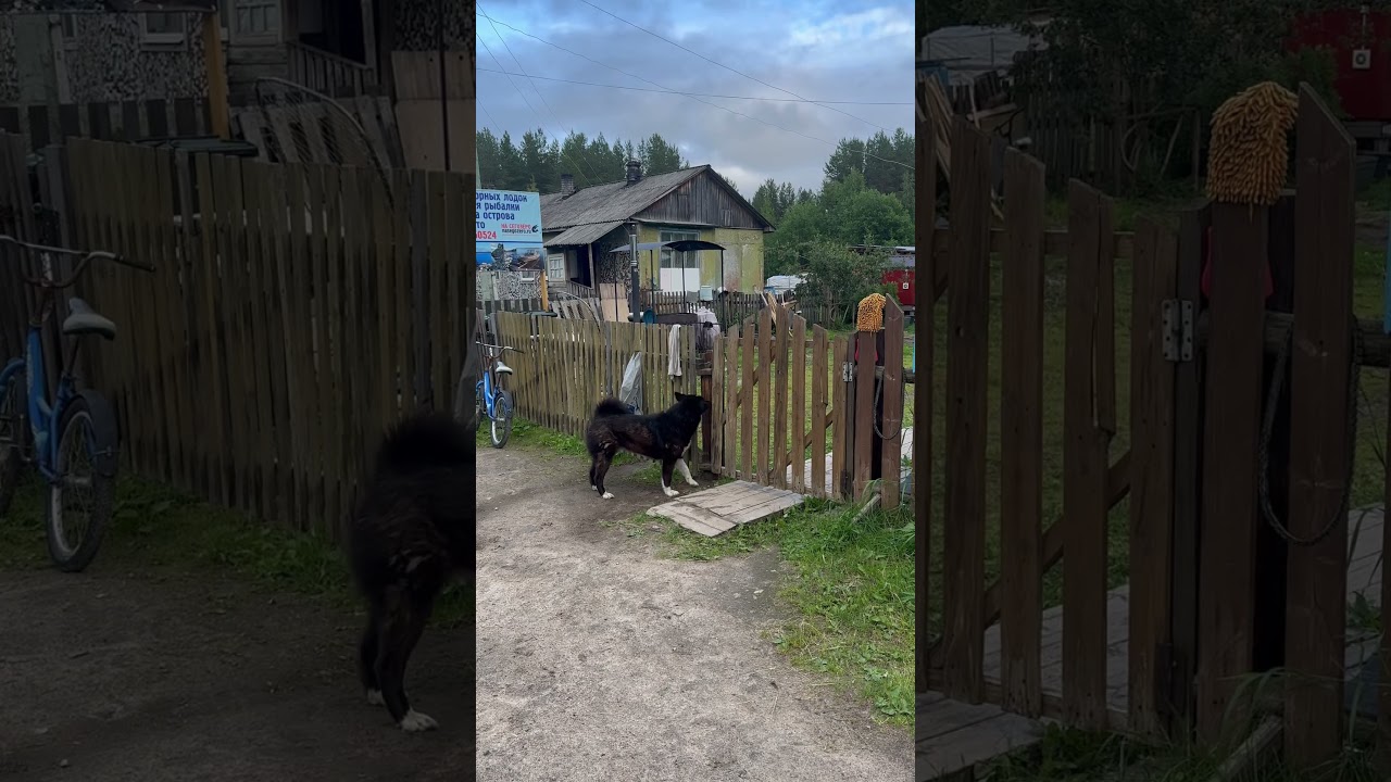 Умная лайка! 🐕 Русско-европейская лайка! «АЯ» 