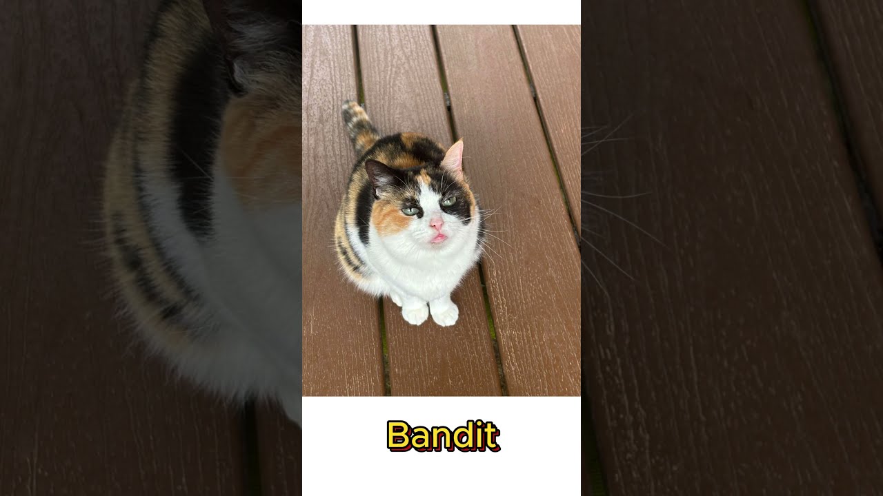 WhichCatIsTheCutest SubscribeTo BanoAndBandit And Krate42 Sg4dv Cat Victorious Arianagrande Cute