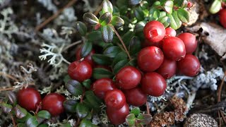 Tundra plants