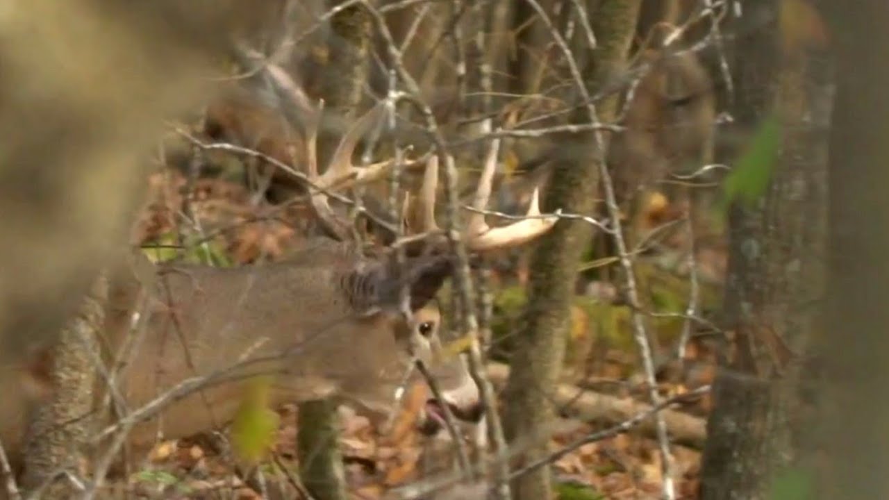 Deer Hunting Thermals And Access Tips For Hills And Whitetails YouTube thermals-explained-using-video-from-our-past-hunts-youtube