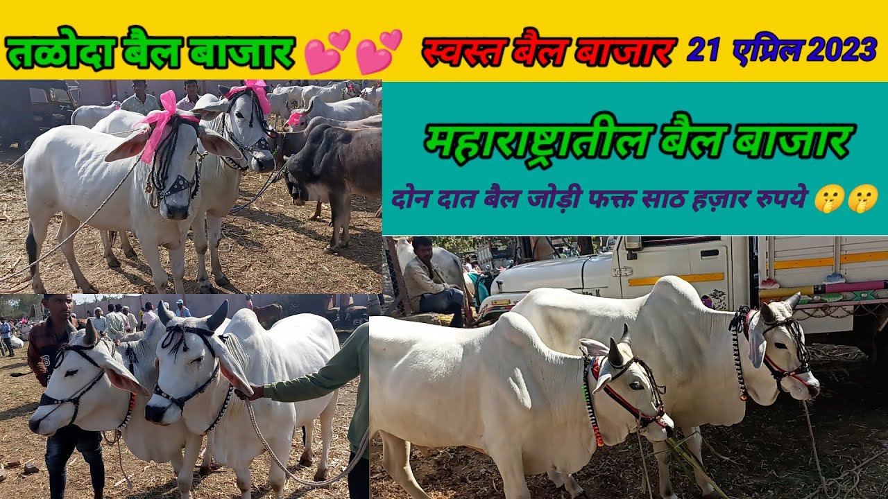 तळोदा बैल बाजार | 21 एप्रिल 2023 | आजचा बाजार भाव | स्वस्त बैल बाजार |