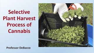 Selective Plant Harvest Process of Cannabis