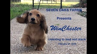 english cream dachshunds of stoneriver