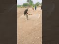 Kesi lagi meri bowling #tapeballcricket #shorts #bowling #bowler