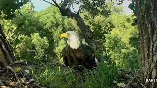 Decorah Eagles- Mom \& DM2 Have A Busy Day