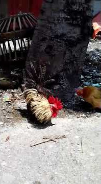 aries tegal(kujus)
