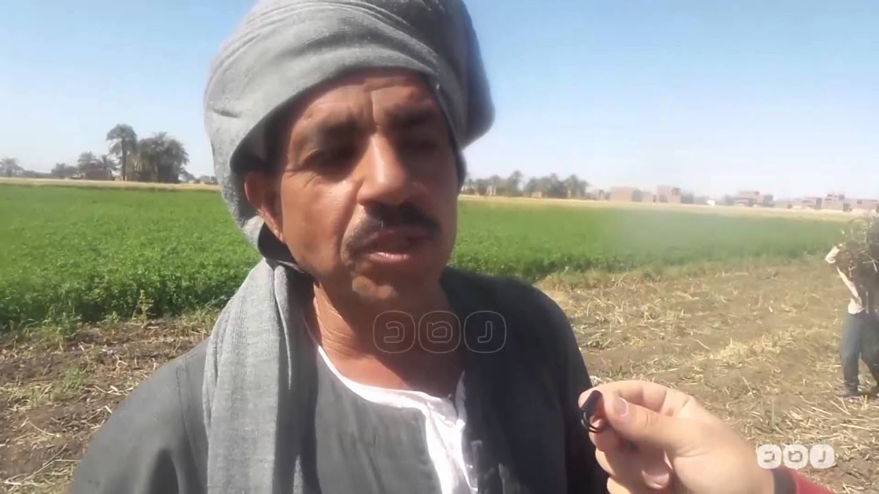رصد | معاناة فلاحي أسيوط مع بدء حصاد محصول الفول