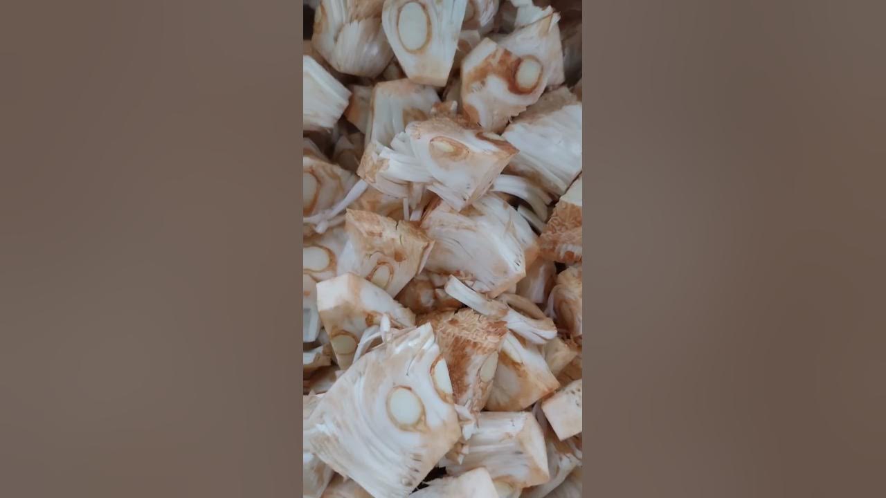jackfruit YouTube
