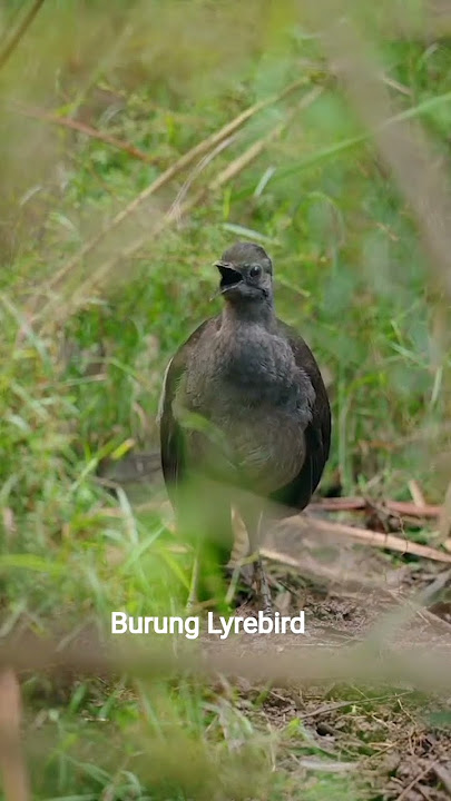 mantap suara burung yrebird efeknya suara segala macam menyeramkan#burung#lyrebird#shorts